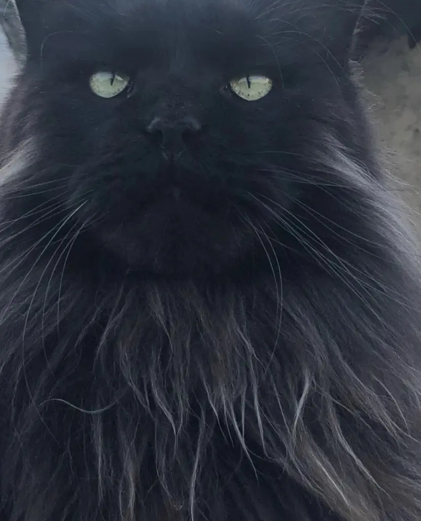 Bild von Loki