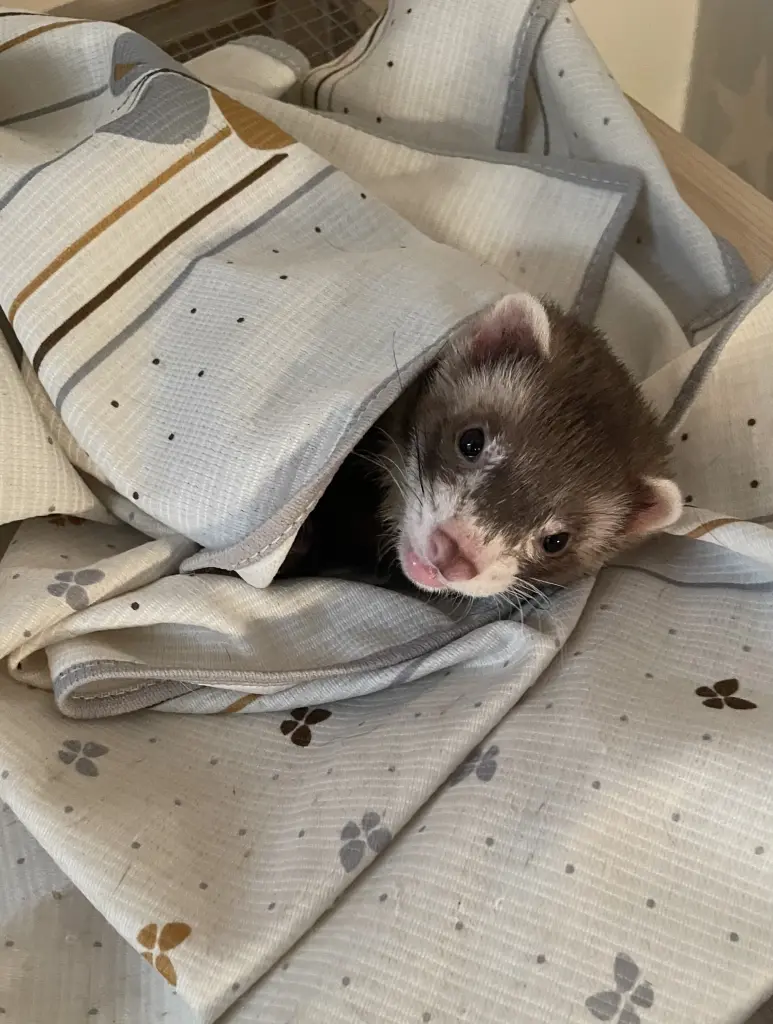 Hallöchen!