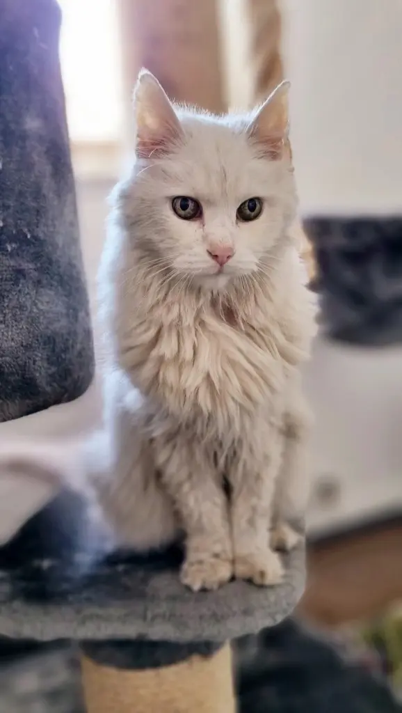 Bild von Pascha