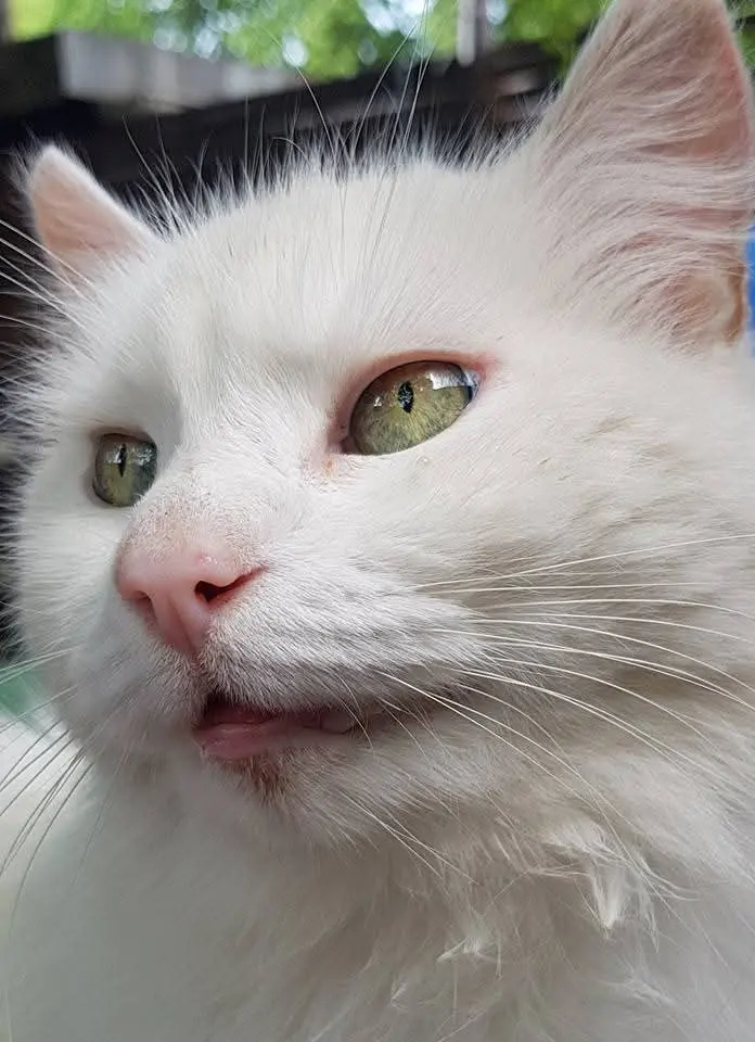 Bild von Pascha