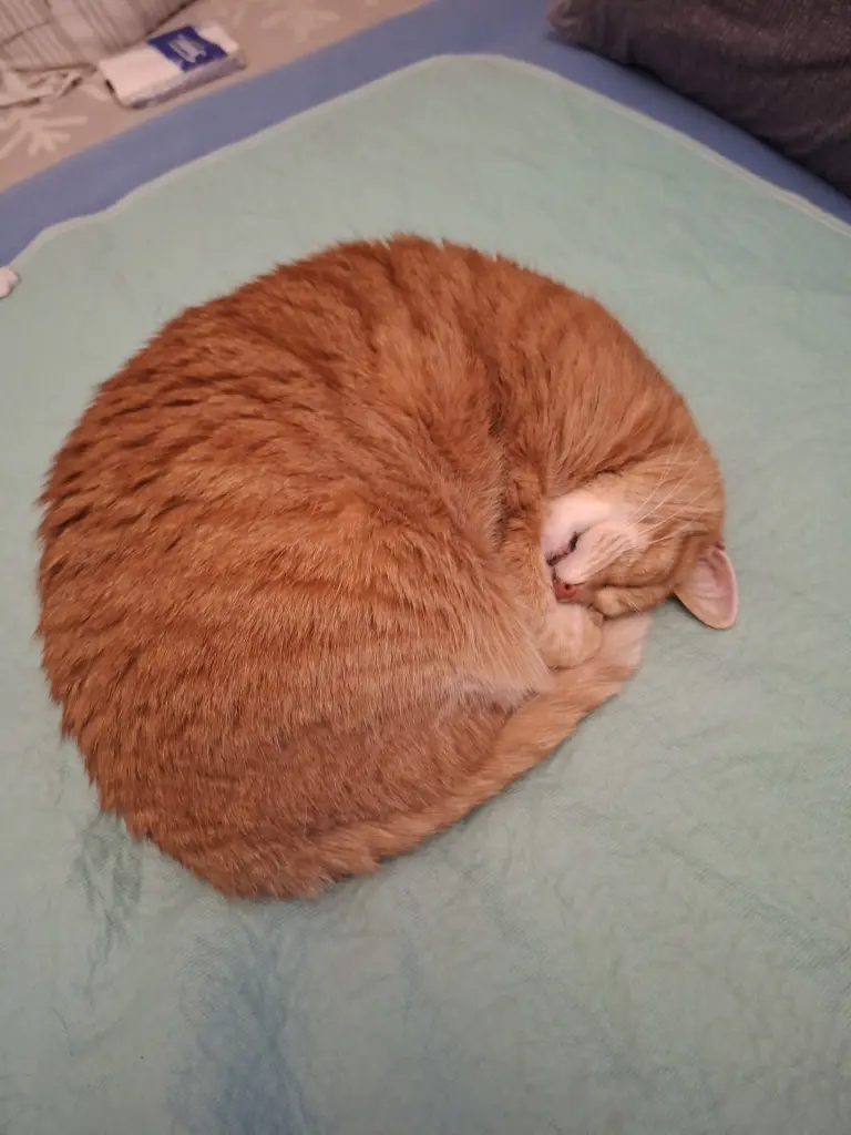 Condolence image of Kicia