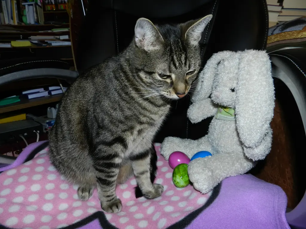 Image from Tiger