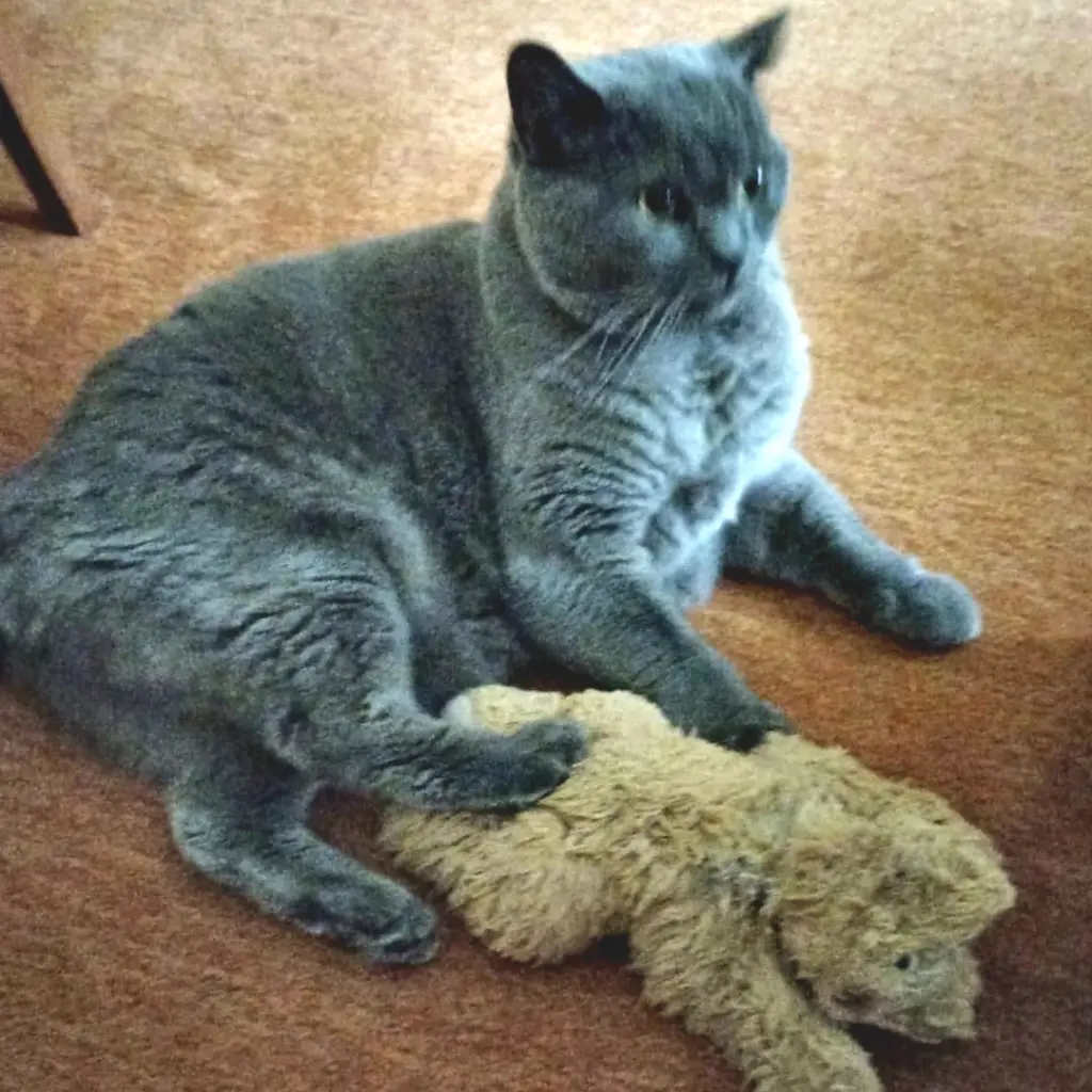 Sein Teddybär war sein ein und alles
