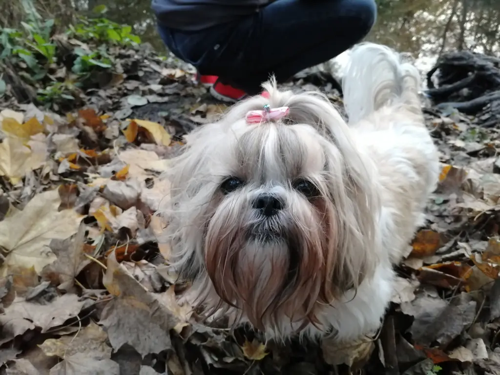 Mein 💞 auf vier Pfoten