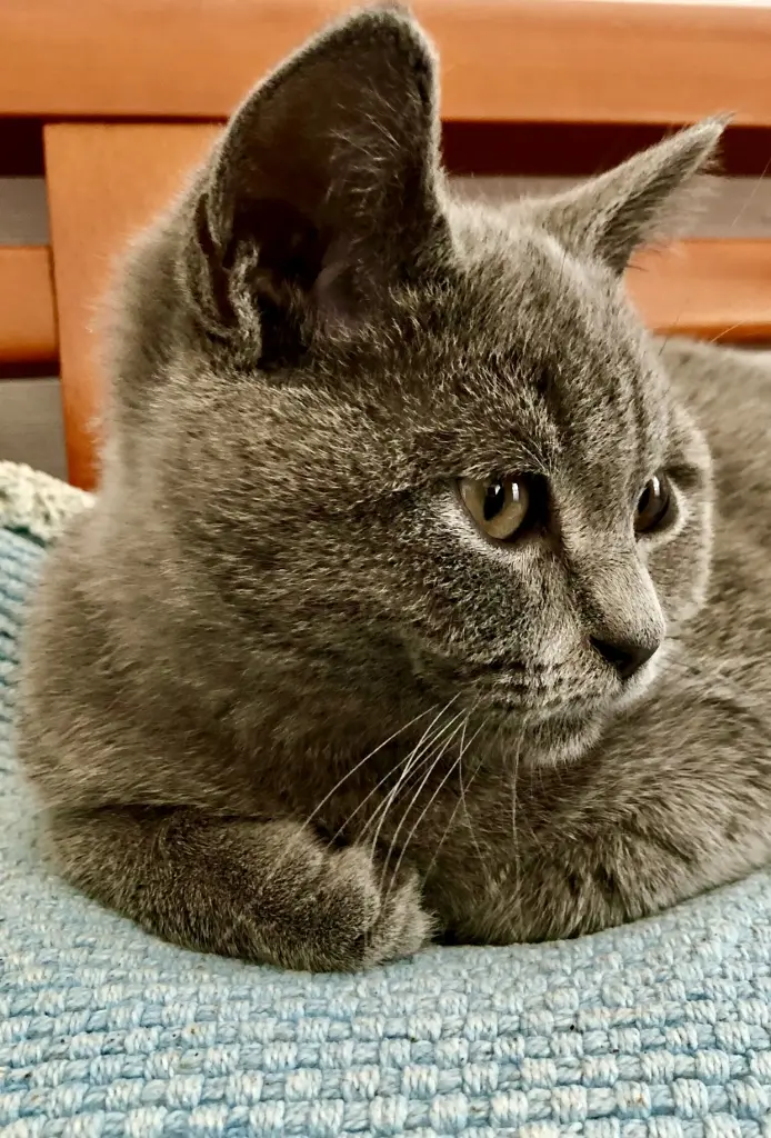 Eines meiner vielen Lieblingsbilder🐾🖤