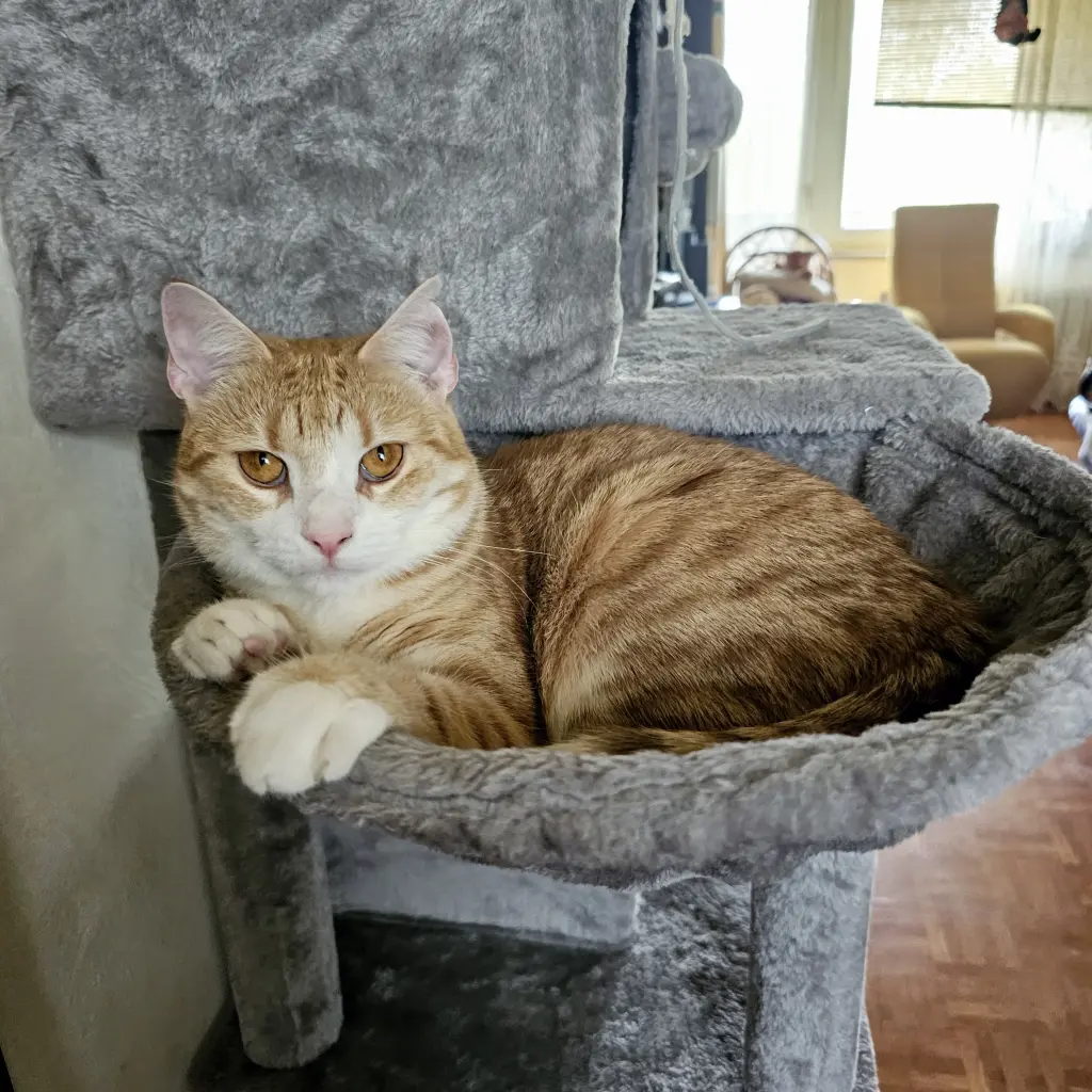 Öhrchen auf dem Katzenbaum