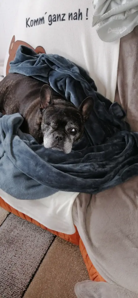 Condolence image of Alois und Gudrun mit Yoda ♥️