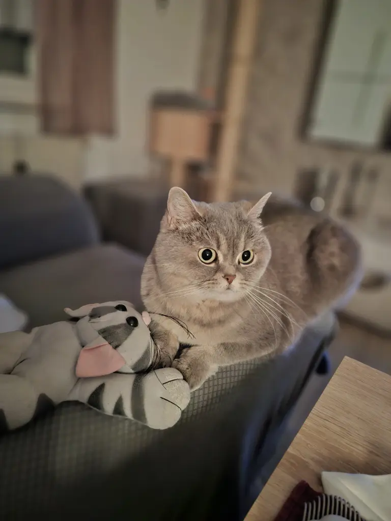 Image from Roxy Harley Snyder