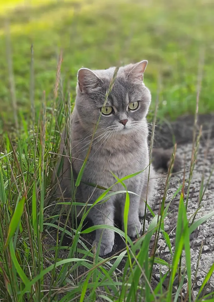 Image from Roxy Harley Snyder