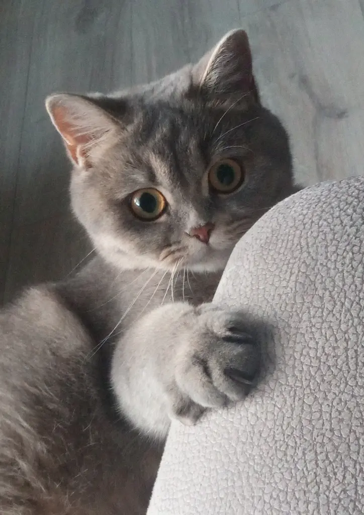 Image from Roxy Harley Snyder