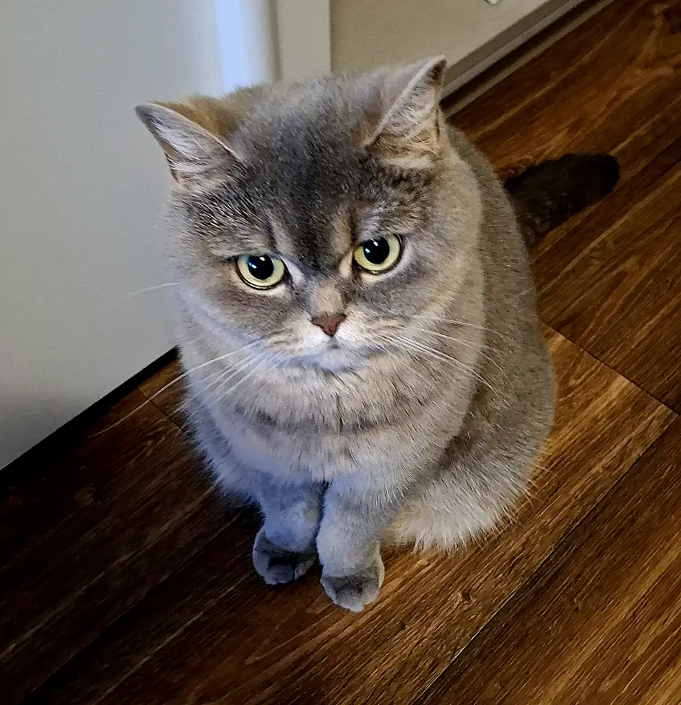 Image from Roxy Harley Snyder