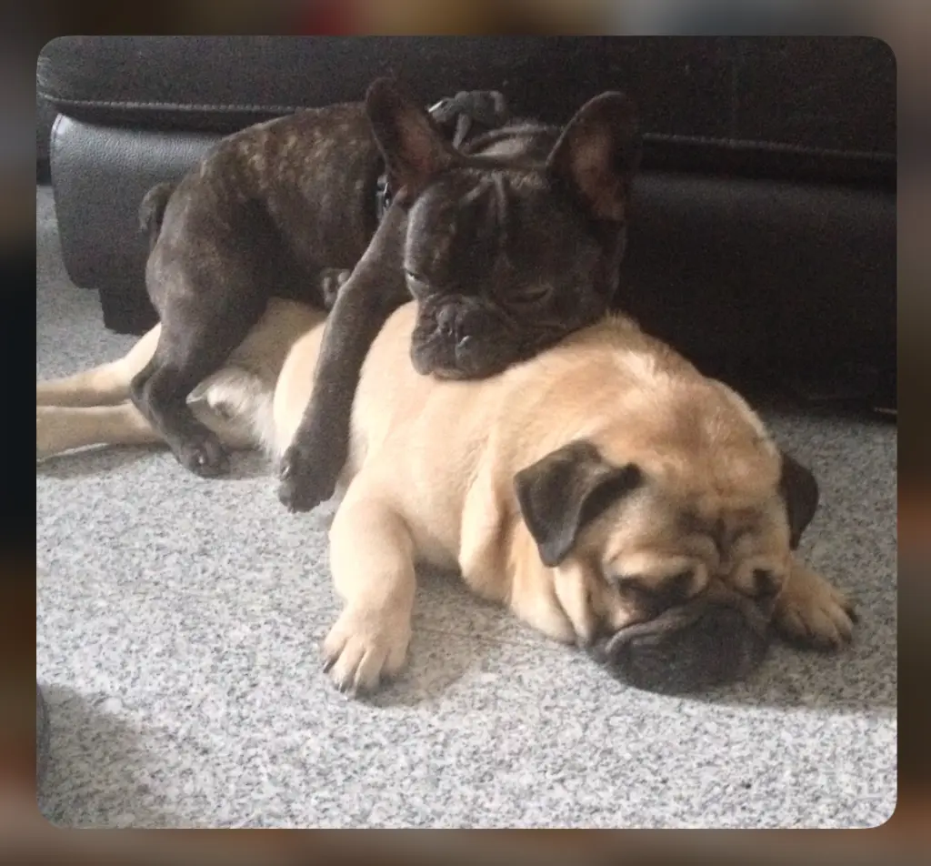 Condolence image of Diego