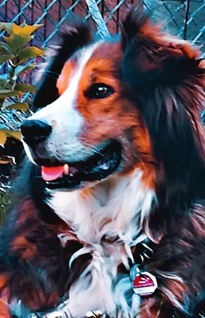 Bild von Lobo