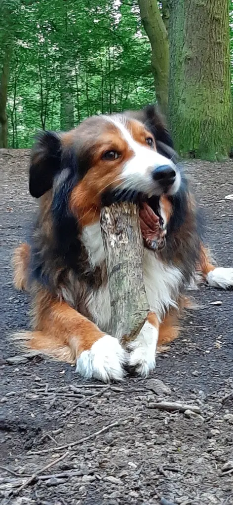 Bild von Lobo