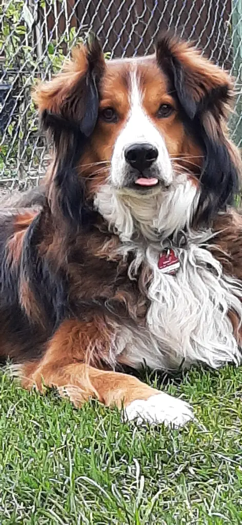 Bild von Lobo