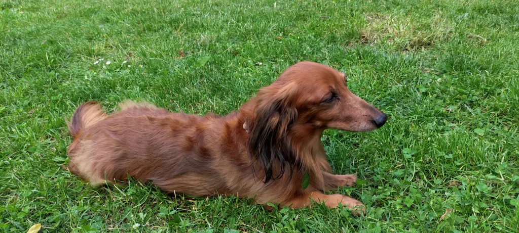 Lieblingsort im Park auf der Wiese mit Herrchen.
