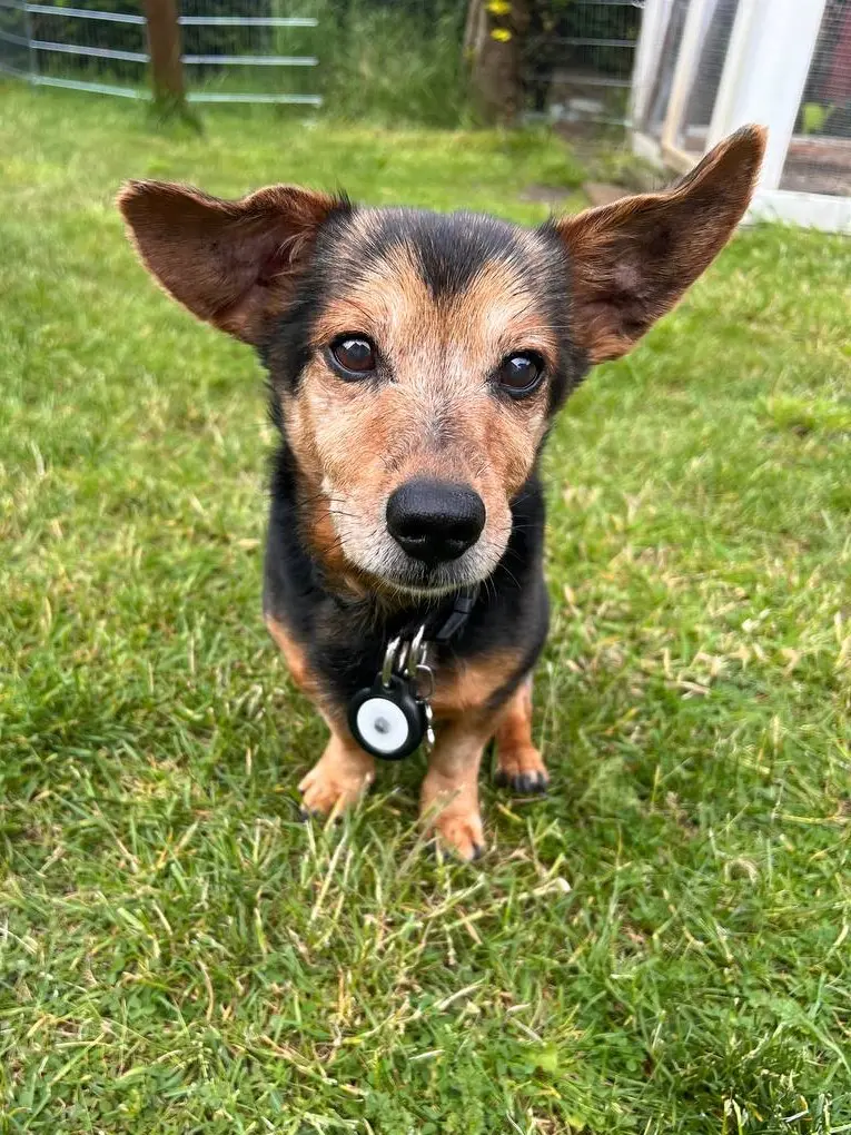 Bild von Rocky