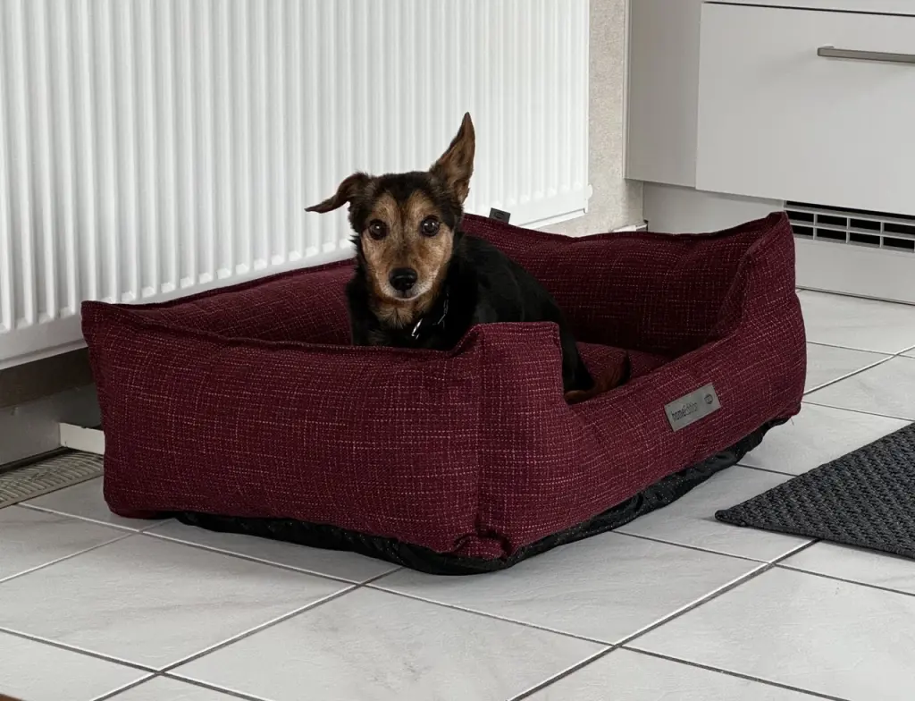 Bild von Rocky