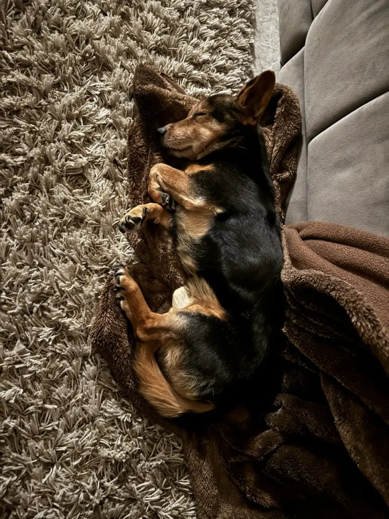 Bild von Rocky