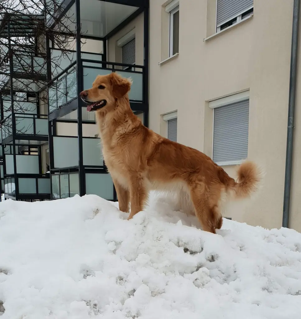 Mein Goldschatz ❤️