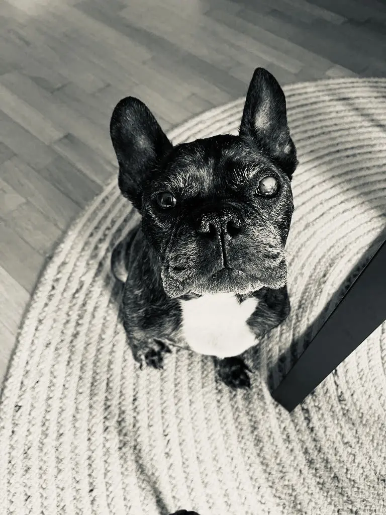Bild von Balou