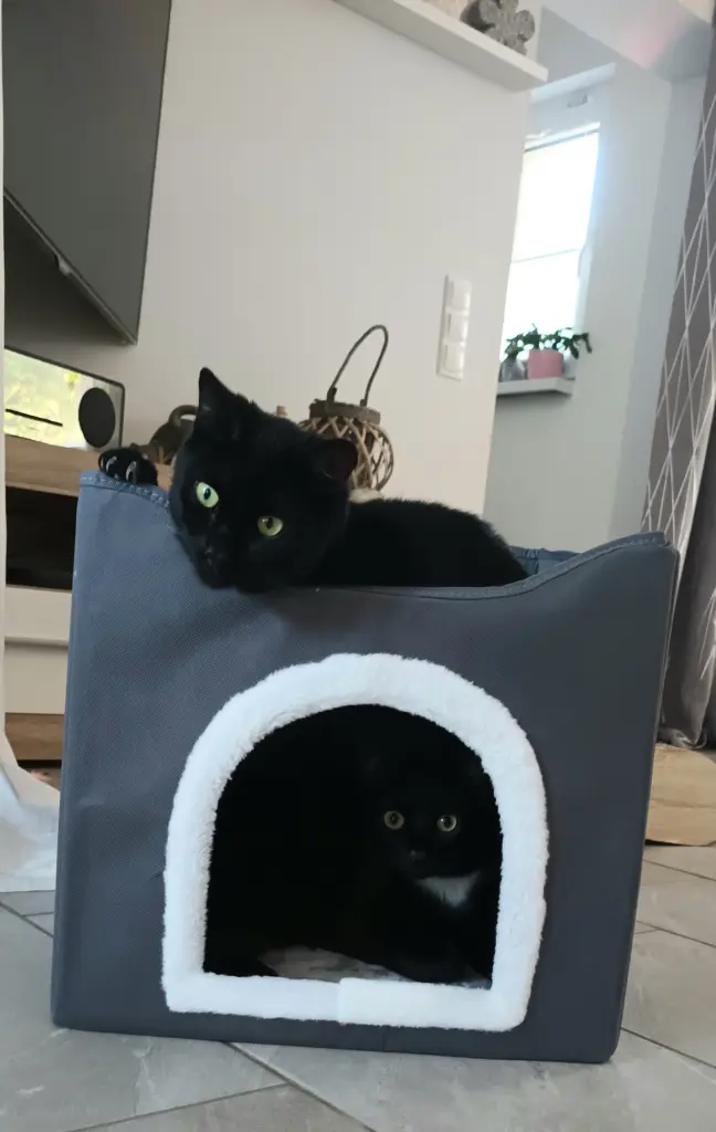 Image from Elmo