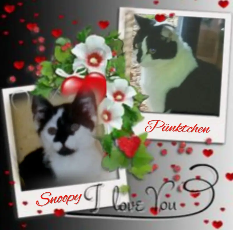 Condolence image of Snoopy und Pünktchen❤️🌹🐾
