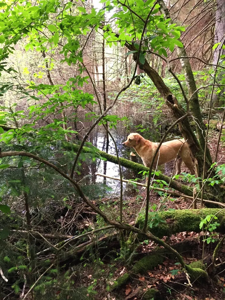 Image from Wallace