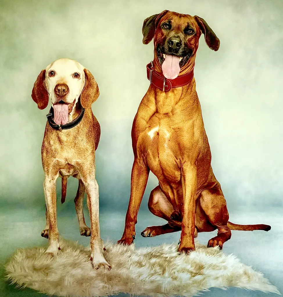 für immer vereint 
🐶❤️🐶