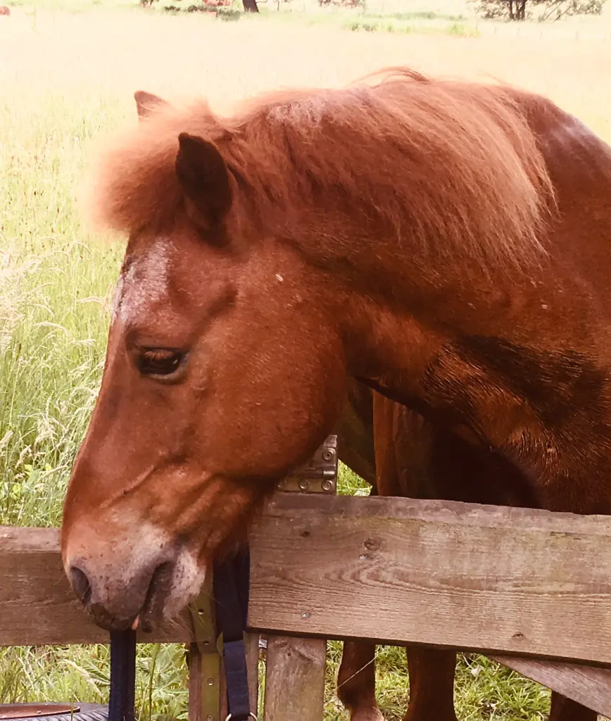Image from Blami
