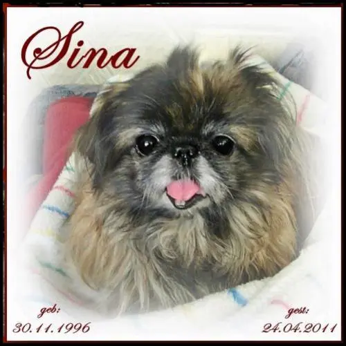 Image from meinen Seelnehund Sina