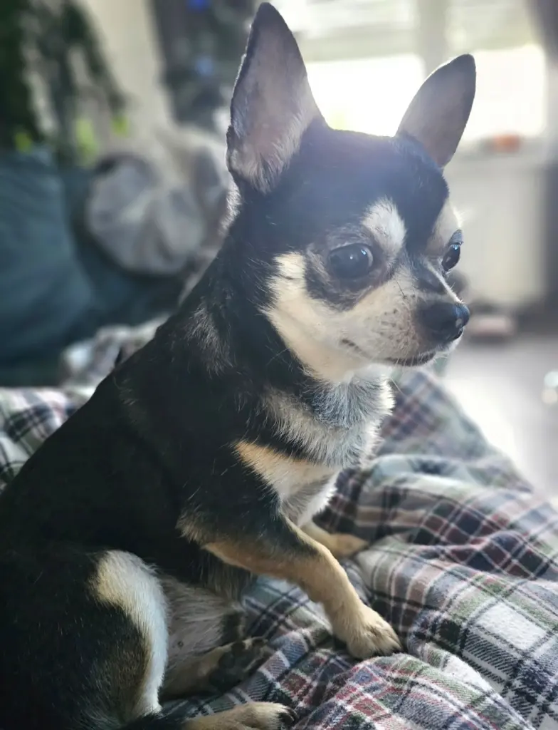 Image from Caramel