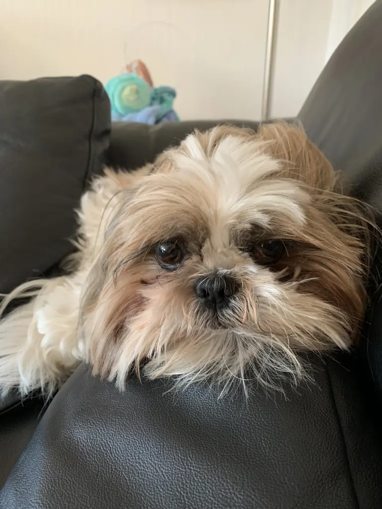 Image from Sammy