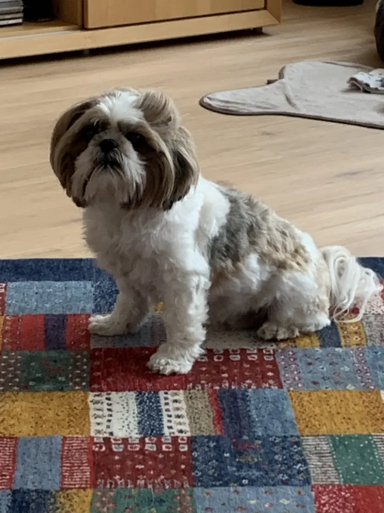 Image from Sammy