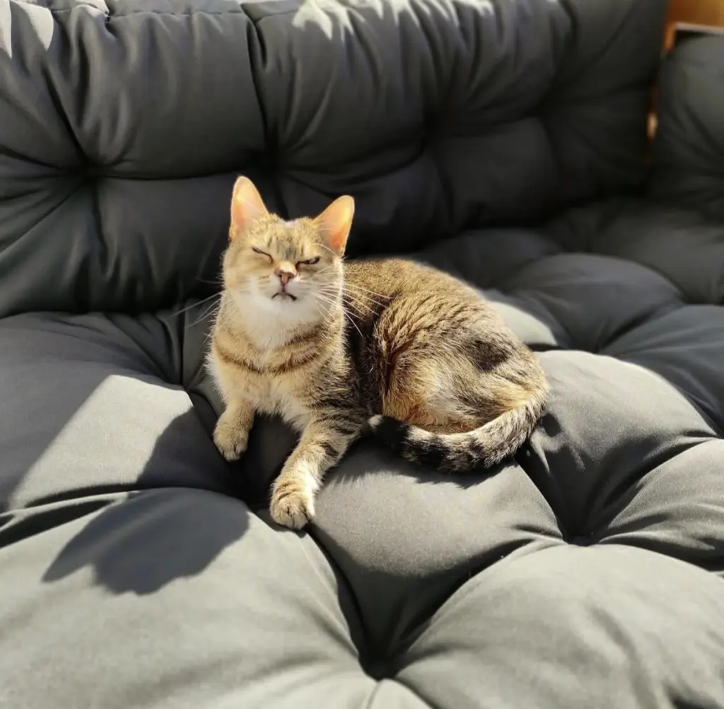 Image from Dwyn