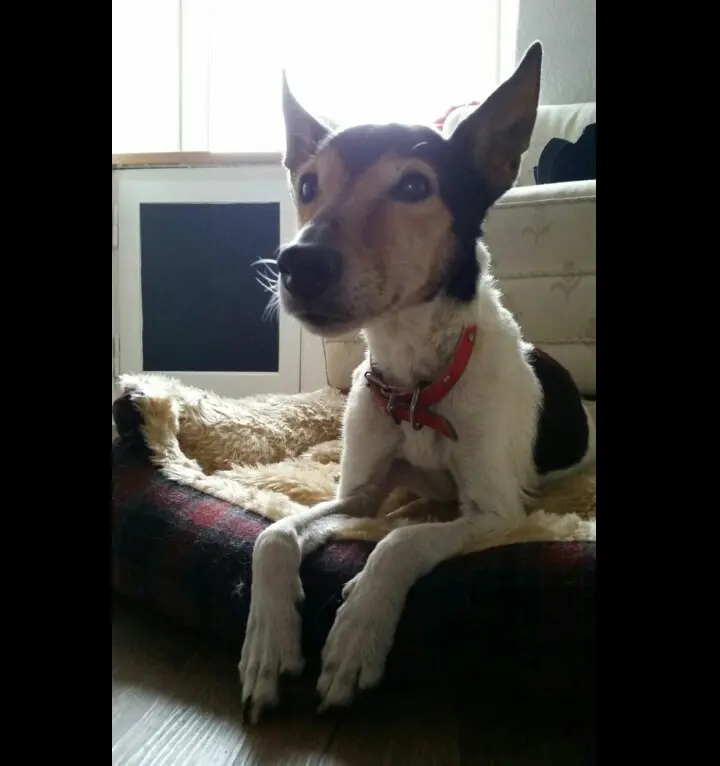 Image from Luzi