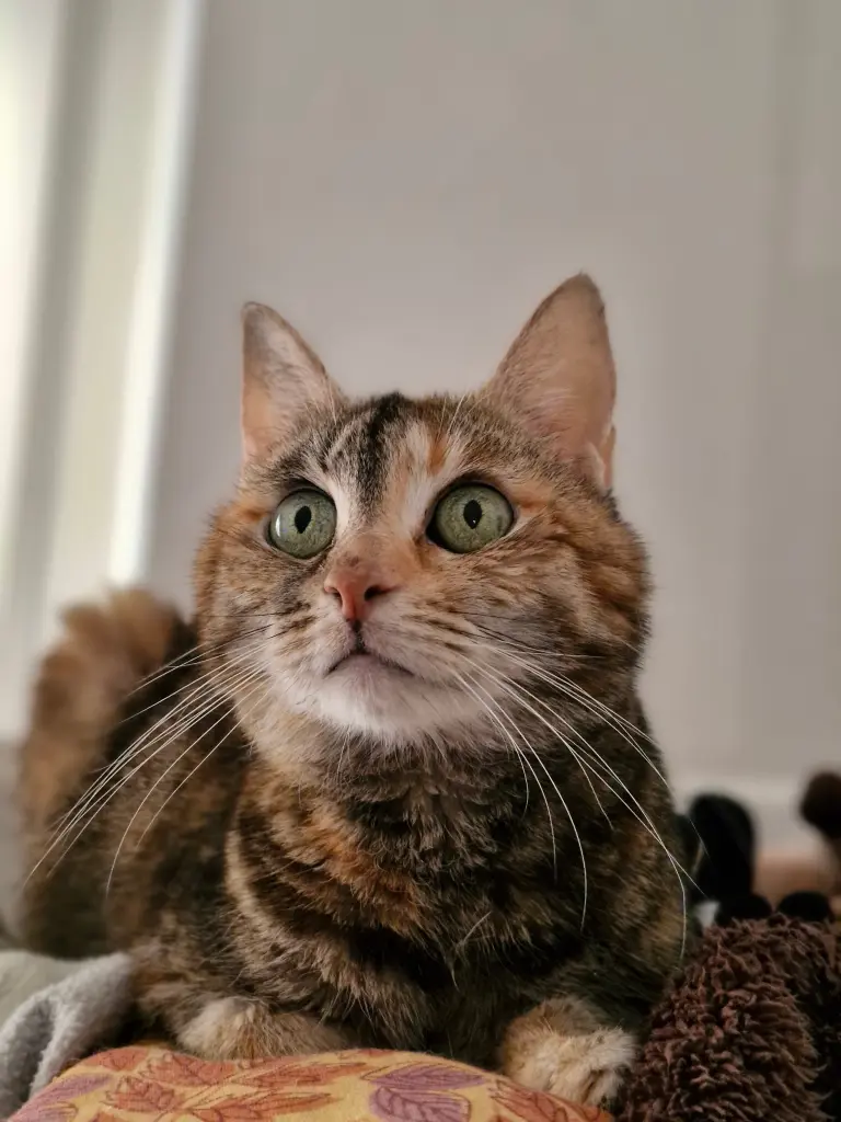 Image from Kitty