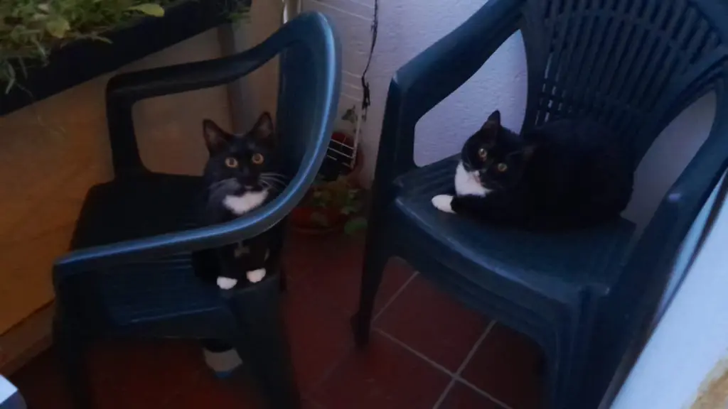 Purzel und Fjara