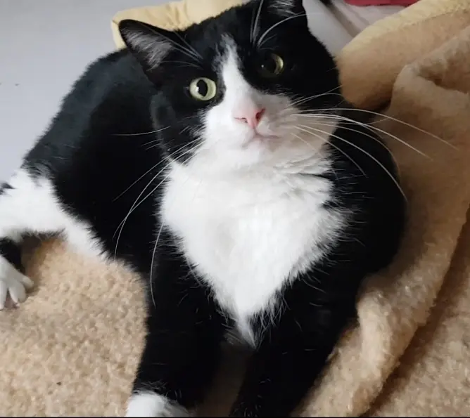 Stiefelchen (Bruder)