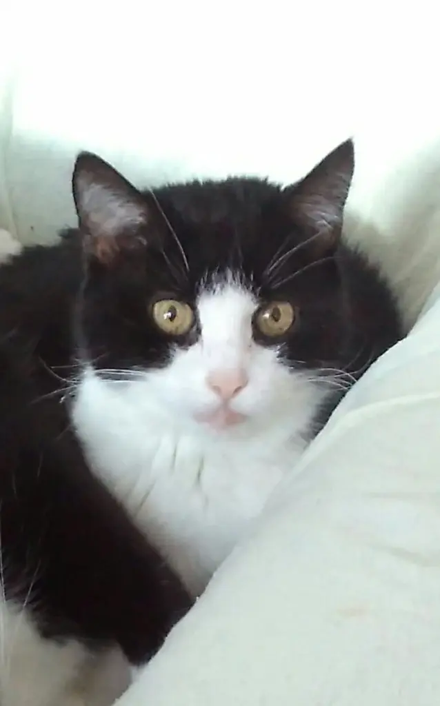Katty (Mutter)