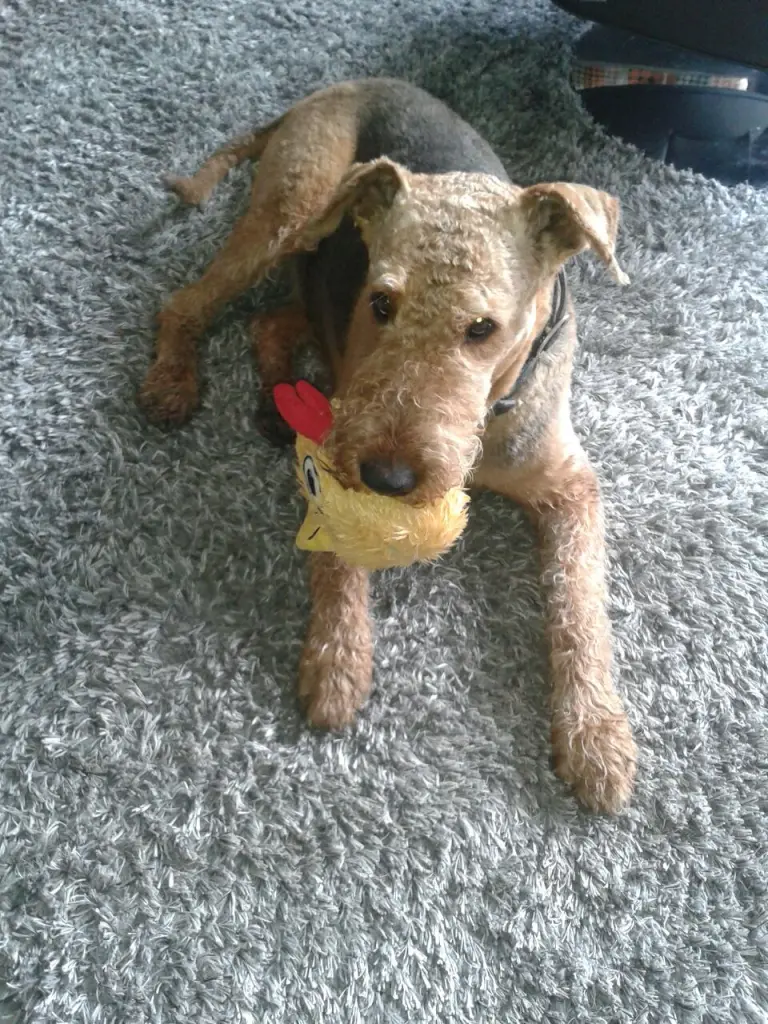 Condolence image of Gabi mit Max im Herzen