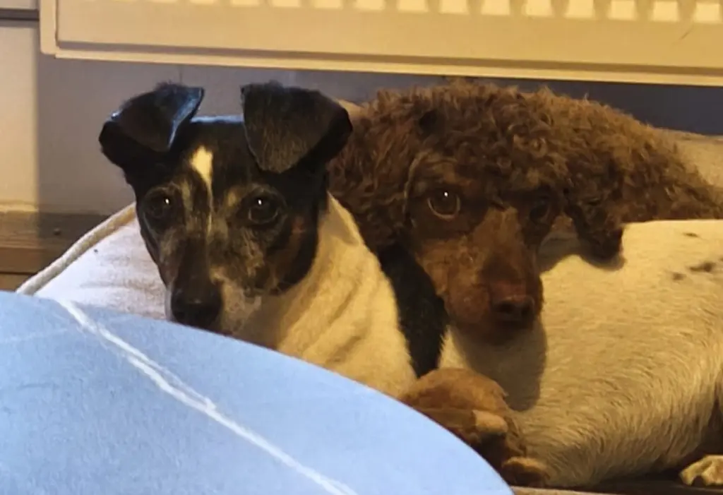 Luna & Sammy Er gab dir kraft nach Bettys tot.
