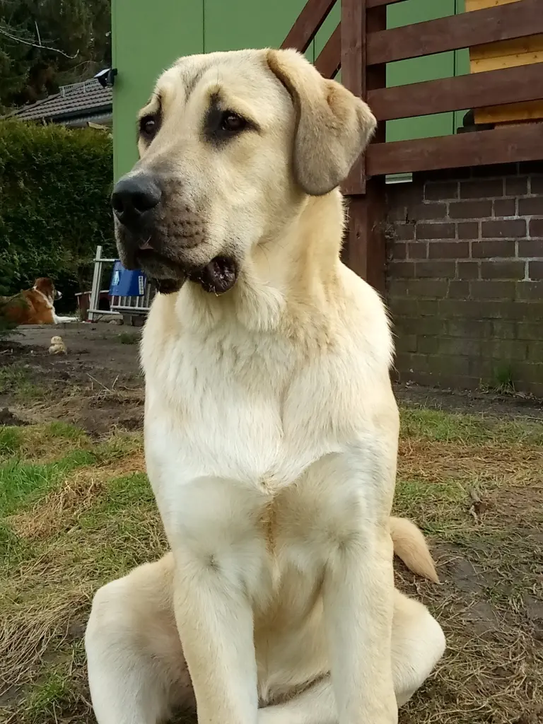 Bild von Sammy