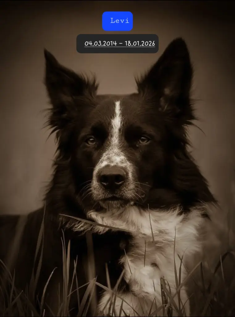 Bild von Levi