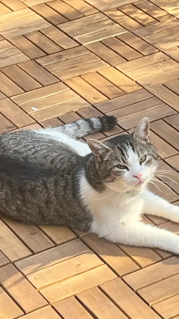 Image from Freddy