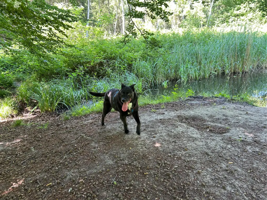 Am Teich