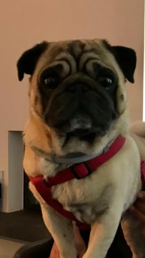 Image from Dikie