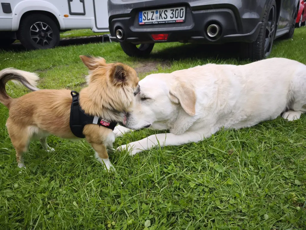 Condolence image of Simone & Kalle mit Hans