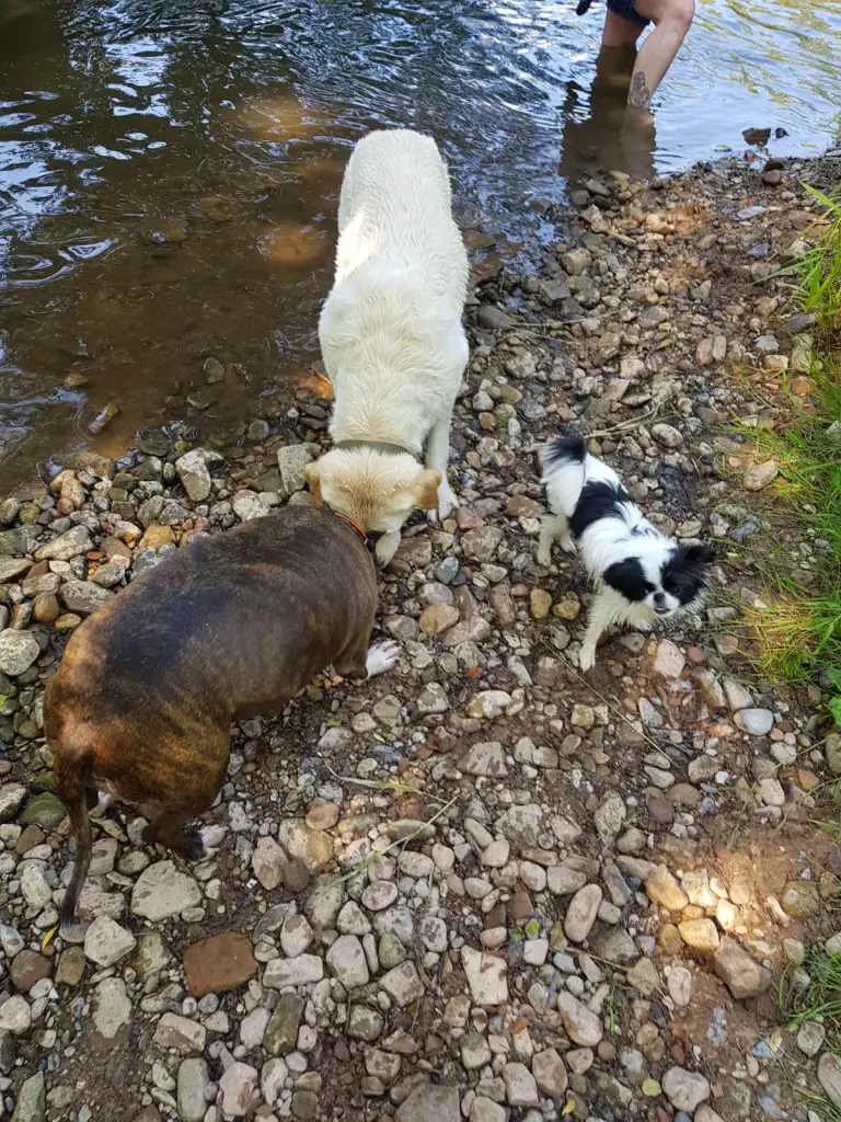 Condolence image of Martin & Sindy mit Lexi und Gismo