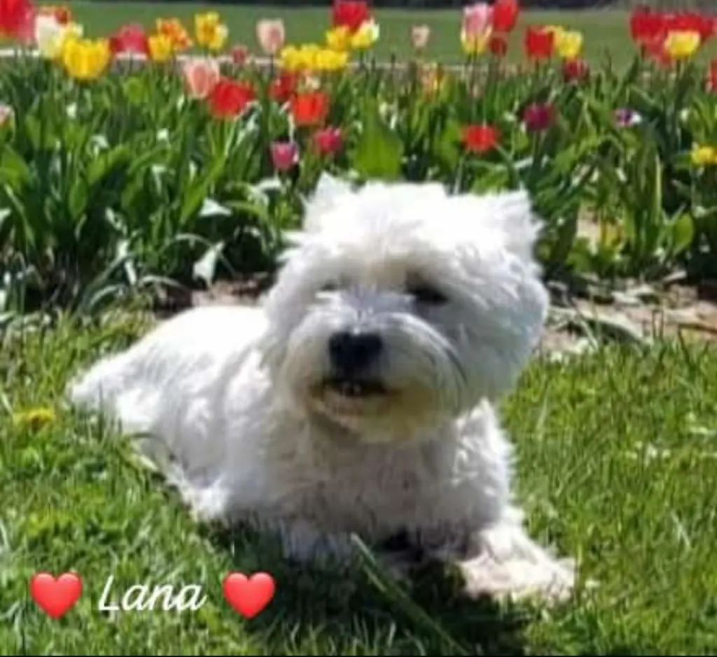 Image from Lana